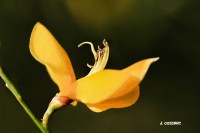 /album/fotogaleria-fotografia-macro/hgff-068-640x480-jpg/